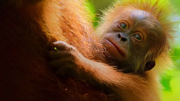 Orangutanların Gizli Yaşamı izle